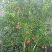 باغ-فروشی-و-معاوضه-در-شهریار-2550-متر-یکجا-خرد