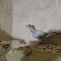 کفتر سار|پرنده|زبرخان, |دیوار