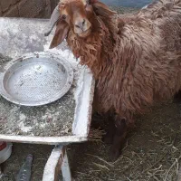 گوسفند