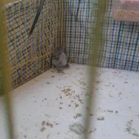 مرغ عشق|پرنده|کرمانشاه, |دیوار