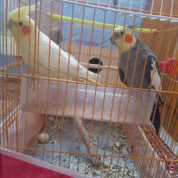 یک جفت عروس|پرنده|باسمنج, |دیوار