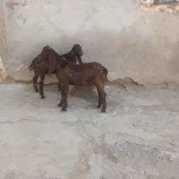 دوعدد بز نر پلنگی افغانی