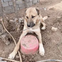 سگ دورگ افغان گله ای|سگ|پاکدشت, پاکدشت (مامازند)|دیوار