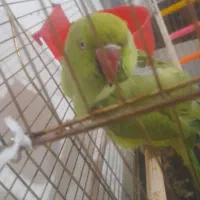 خریدار انواع پرندگان زینتی