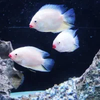 ماهی سورم لب ماتیکی بسیار زیبا