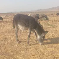 کره خر گله ای|حیوانات مزرعه|سبزوار, فقیه سبزواری|دیوار