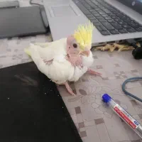 عروس هلندی مولد|پرنده|تهران, فلسطین (میدان انقلاب)|دیوار