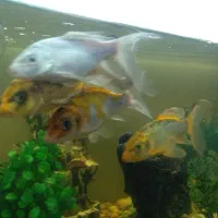 ماهی کوی  باله بلند سالم