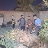 قطع نخل بریدن نخل هرس نخل سمپاشی نخل