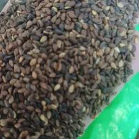 کنجد|خوردنی و آشامیدنی|پلدختر, |دیوار