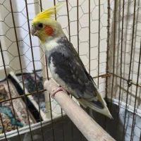 عروس هلندی جفت