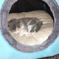 بچه گربه اسکاتیش ۲ ماهه|گربه|تبریز, |دیوار