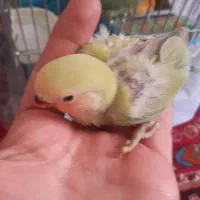 جوجه طوطی برزیلی