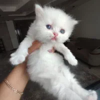 گربه کوچولو