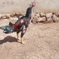 معاوضه با مرغ