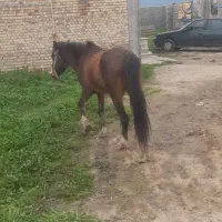 اسب نر دو سال