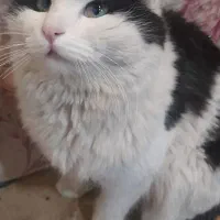 واگذاری یک راس ماده پرشین سن دو ساله