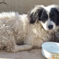 سگ خانگی پیدا شده ، گمشده