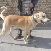 سرابی جنگی|لامپ و چراغ|دشتابی, |دیوار