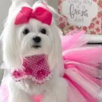 سرپرستی سگ به عهده میگیرم