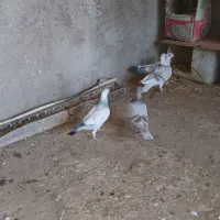 سه عددجوجه کاغذی|پرنده|اسفراین, |دیوار