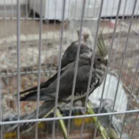 عروس هلندی سالم و سرحال