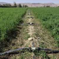 بذر یونجه رنجر