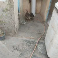 یک عدد مرغ همراه با جوجه