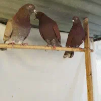 کبوتر|پرنده|چهاردانگه (تهران), |دیوار