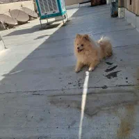 توله سگ پامرانین