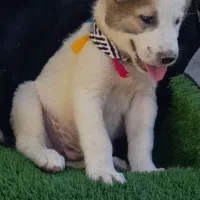 تعدادی توله های نر ماده آماده ارسال|سگ|تهران, آشتیانی|دیوار