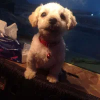 شیتزوسایزریز