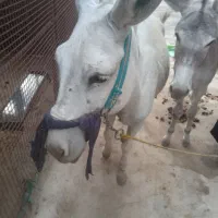 فروش