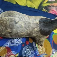 یک عددخیگ روغنی خوش رنگ|ظروف نگهدارنده، پلاستیکی، یک‌بارمصرف|شوشتر, |دیوار