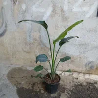 نخل نیکولای|گل و گیاه طبیعی|کرمانشاه, |دیوار