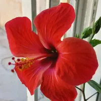 گل ختمی مخملی