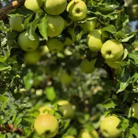 تولید انبوه گردوبادام و میوه درنهالستان غرب|خدمات باغبانی و درختکاری|ماکو, |دیوار