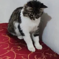 واگذاری گربه