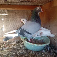 ساعت بالا نسل دار|پرنده|خان ببین, |دیوار