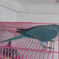 فروش جوجه راهب آبی سرلاکی و دونخور|پرنده|رشت, کوی قدس|دیوار