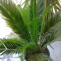 گل سیکاس گلدانی|گل و گیاه طبیعی|رشت, فخب|دیوار