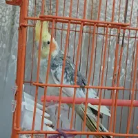 یک عدد عروس هلندی نر