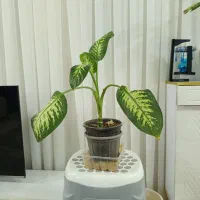 گل دیفن باخیا کاشمر