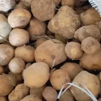 خرید فروش سیب زمینی دامی