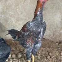 مرغ و خروس لاری