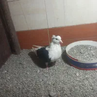 یک جفت پشت مرغوب