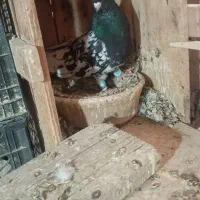 کفتر همه خوب کسی خواست زنگ بزنه