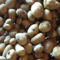 سیب زمینی دامی