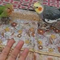 عروس هلندی نر
