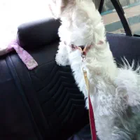 واگذاری سگ تریر یک ساله|سگ|پاکدشت, پاکدشت (مامازند)|دیوار